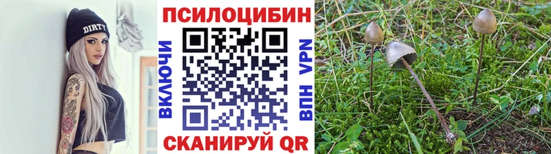 где купить наркоту  Тутаев  Галлюциногенные грибы Psilocybine cubensis 